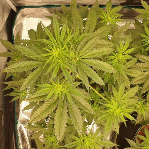 Blue Dream Matic Tree 1 growlog photo: Good helthy growing 🍃