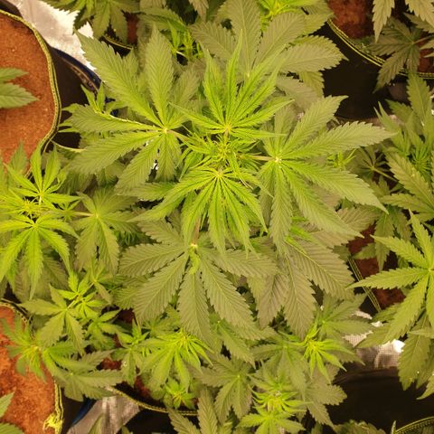 Gelato Auto Tree 1 growlog photo: Good helthy growing 🍃