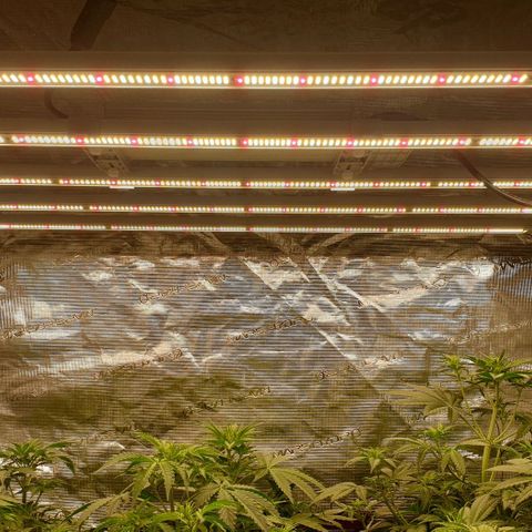 Blue Dream Matic Tree 2 growlog photo: Add light panal now 5 light panal on mode 