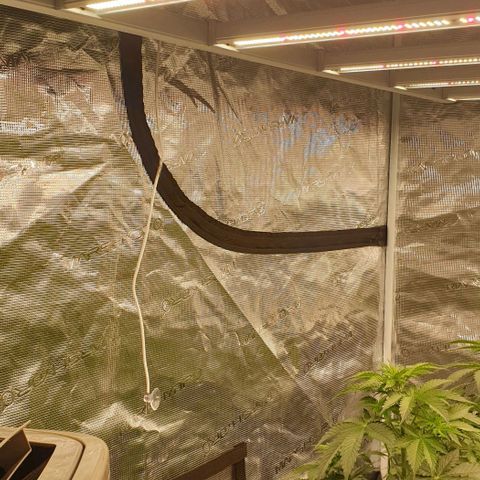 Blue Dream Matic Tree 2 growlog photo: Temperature and HR indicators setup 

Left - i hub indicator 
Right - inline fan indicator 