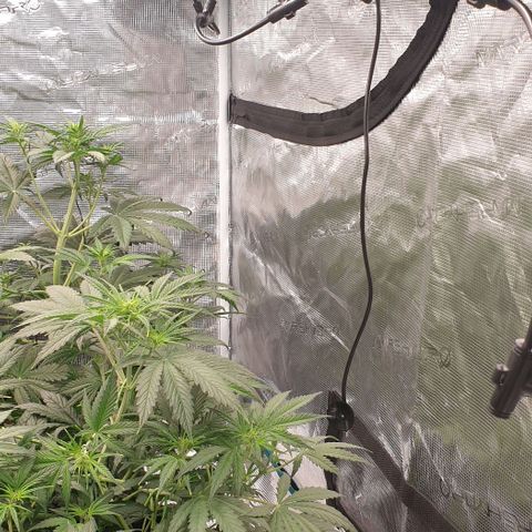 Blue Dream Matic Tree 2 growlog photo: Temperature and HR indicators setup 

Left - i hub indicator 
Right - inline fan indicator 