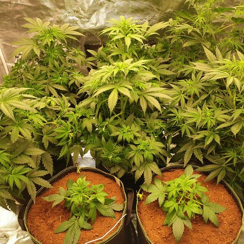 Blue Dream Matic Tree 2 growlog photo: All plants growing helthy and greeny 🍃