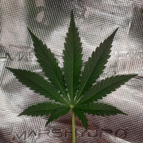 Blue Dream Matic Tree 2 growlog photo: All plants growing helthy and greeny 🍃