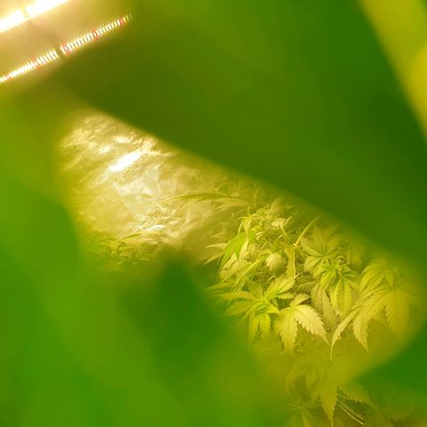 Blue Dream Matic Tree 2 growlog photo: All plants growing helthy and greeny 🍃