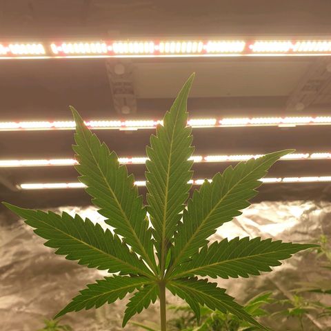 Blue Dream Matic Tree 2 growlog photo: All plants growing helthy and greeny 🍃