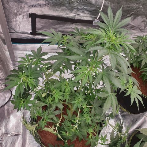 Gelato Auto Tree 1 growlog photo: Good helthy plant 🍃 fast growing 