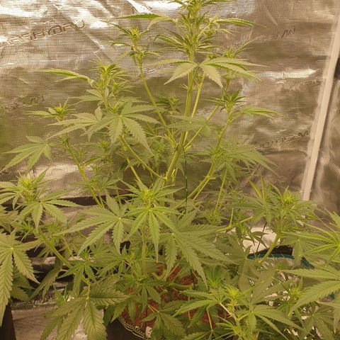 Blue Dream Matic Tree 1 growlog photo: Good helthy plant 🍃 fast growing 