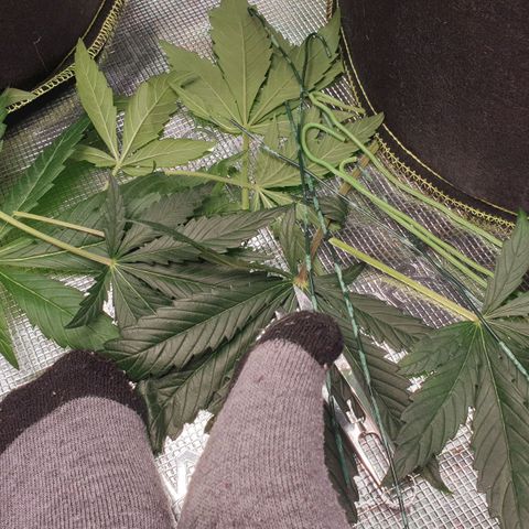Blue Dream Matic Tree 2 growlog photo: Remove some Fan leves 🍃