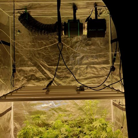Blue Dream Matic Tree 2 growlog photo: Setup 🍷