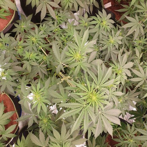 Gelato Auto Tree 1 growlog photo: Good helthy growing 
