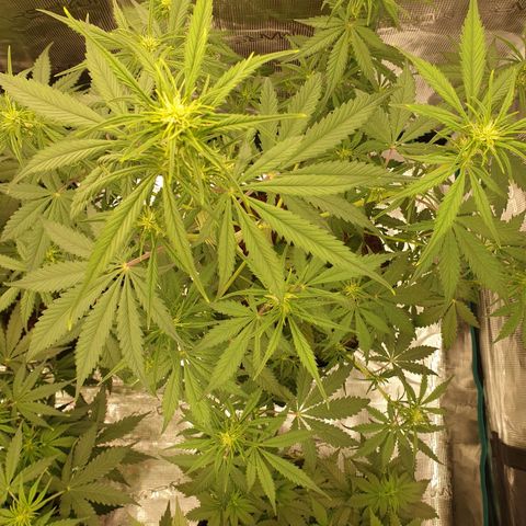 Blue Dream Matic Tree 1 growlog photo: Good helthy plant 🍃 fast growing 