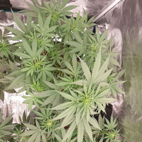 Blue Dream Matic Tree 2 growlog photo: Good helthy plant 🍃 fast growing 