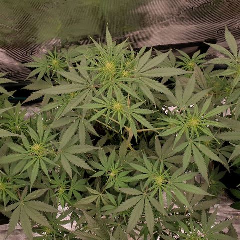 Blue Dream Matic Tree 3 growlog photo: Good helthy plant 🍃 fast growing Start flowering 