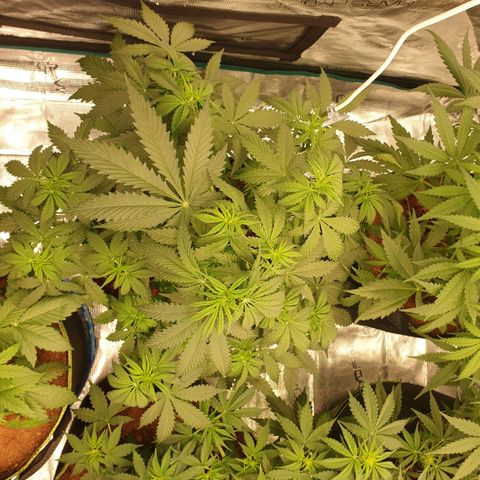 Gelato Auto Tree 1 growlog photo: Good helthy plant 🍃 fast growing 