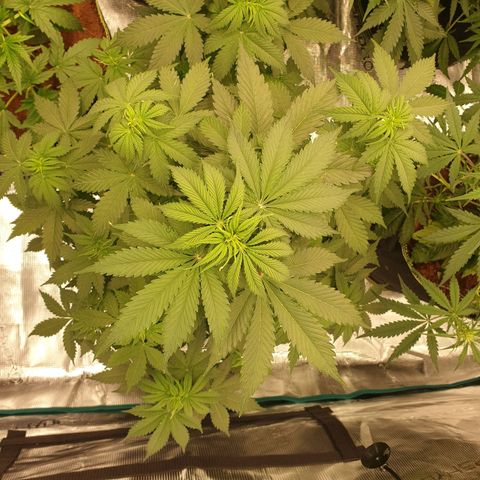 Gelato Auto Tree 3 growlog photo: Good helthy plant 🍃 fast growing 