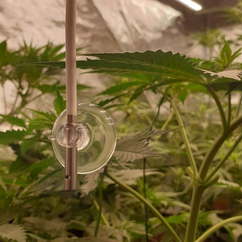 Blue Dream Matic Tree 2 growlog photo: Masshydro ihub temperature and humidity indicator 