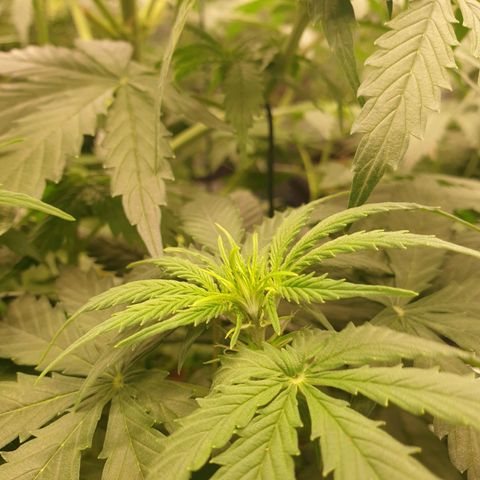 Gelato Auto Tree 2 growlog photo: Bloom start 😋🌼 