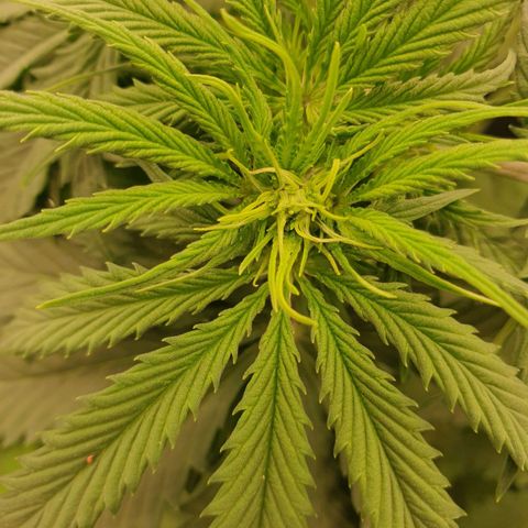 Gelato Auto Tree 2 growlog photo: Bloom start 😋🌼 