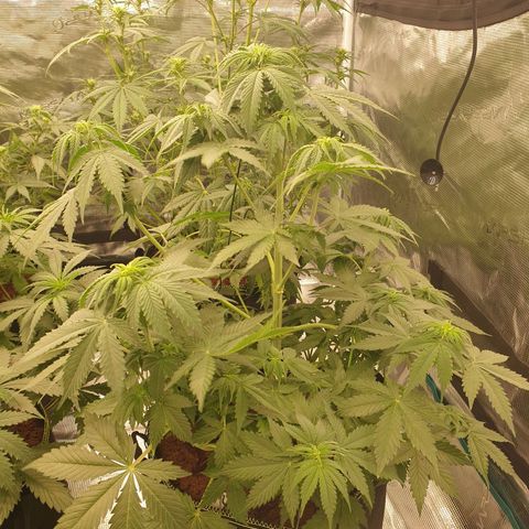 Gelato Auto Tree 3 growlog photo: Good helthy growing  🍃