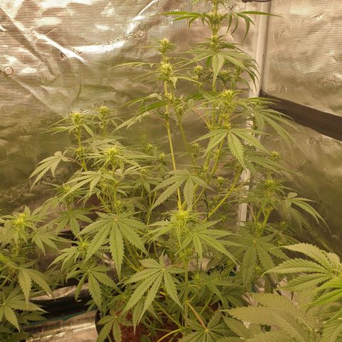 Blue Dream Matic Tree 1 growlog photo: Good helthy growing 😋🌼