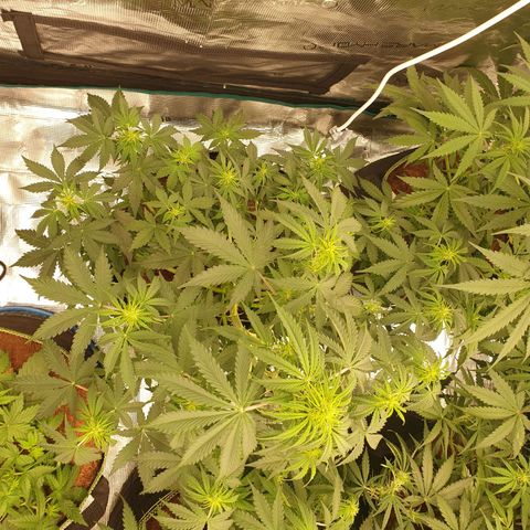 Gelato Auto Tree 1 growlog photo: Good helthy growing 😋🌼