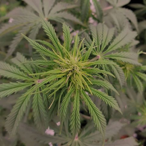 Gelato Auto Tree 1 growlog photo: 🌼