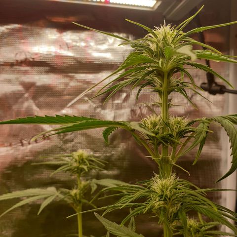 Blue Dream Matic Tree 1 growlog photo: 🌼