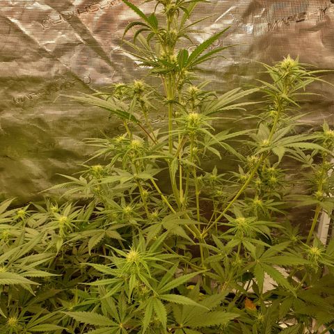 Blue Dream Matic Tree 1 growlog timeline photo