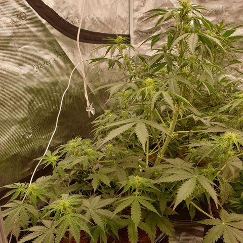 Gelato Auto Tree 1 growlog timeline photo