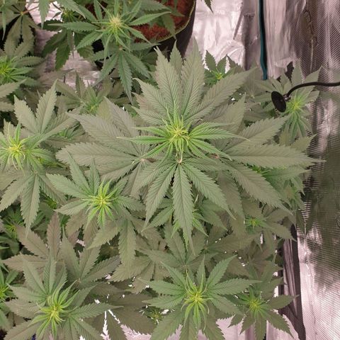 Gelato Auto Tree 3 growlog photo: Flowering start  🌼