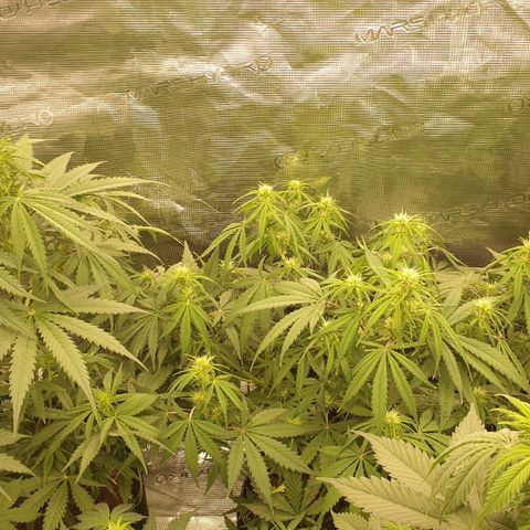 Blue Dream Matic Tree 2 growlog photo: Yesterday night i decide to change fertilizer 
Npk 10-52-10 to Npk 6-30-30 Because my girls starting bloom.🌼

Today morning i see some defecensy like this. 

I think it is over feeding or ppm defecensy in my fertilizer mix 

Solution - add nomel tap water 750 ml 