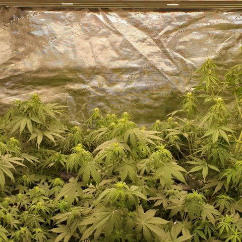 Blue Dream Matic Tree 2 growlog photo: Yesterday night i decide to change fertilizer 
Npk 10-52-10 to Npk 6-30-30 Because my girls starting bloom.🌼

Today morning i see some defecensy like this. 

I think it is over feeding or ppm defecensy in my fertilizer mix 

Solution - add nomel tap water 750 ml 