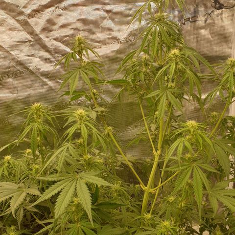 Blue Dream Matic Tree 2 growlog photo: Yesterday night i decide to change fertilizer 
Npk 10-52-10 to Npk 6-30-30 Because my girls starting bloom.🌼

Today morning i see some defecensy like this. 

I think it is over feeding or ppm defecensy in my fertilizer mix 

Solution - add nomel tap water 750 ml 