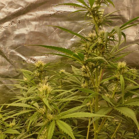Blue Dream Matic Tree 1 growlog photo: Helthy growing  😋🍃