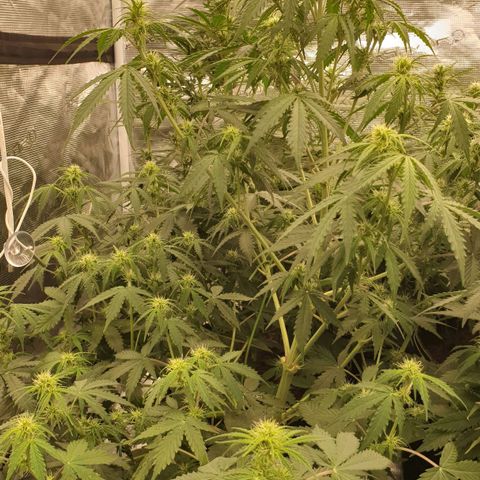 Gelato Auto Tree 1 growlog photo: Helthy growing  😋🍃
