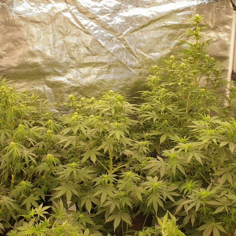 Blue Dream Matic Tree 2 growlog photo: 🌱🌱🌱🌱🌱
