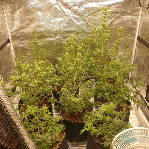 Blue Dream Matic Tree 2 growlog timeline photo