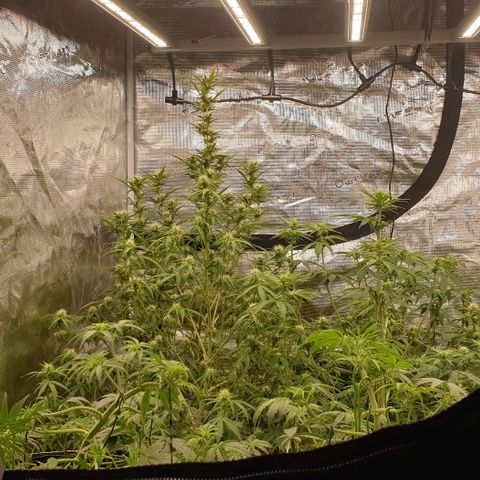 Blue Dream Matic Tree 2 growlog photo: All plants helthy and fast growing 🌱
