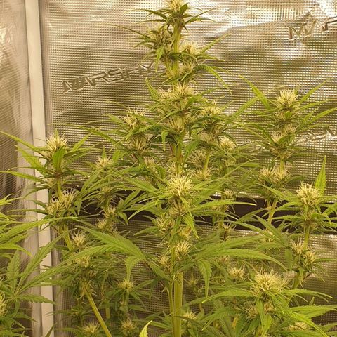 Blue Dream Matic Tree 1 growlog photo: Bloom  🌼🥺