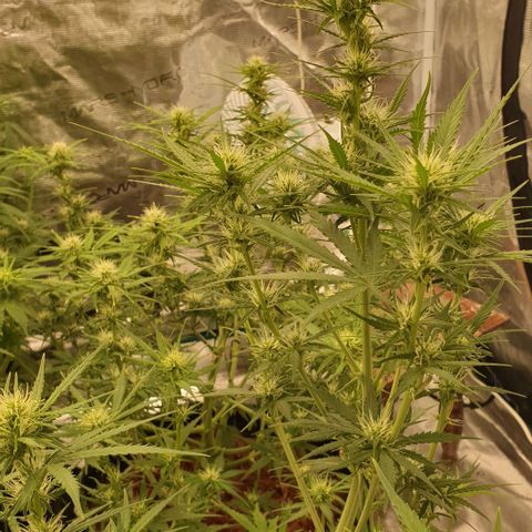 Blue Dream Matic Tree 2 growlog photo: Bloom 🌼🥺