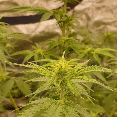 Gelato Auto Tree 2 growlog photo: Bloom start  🌼