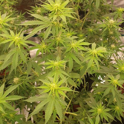 Gelato Auto Tree 2 growlog photo: Bloom start  🌼
