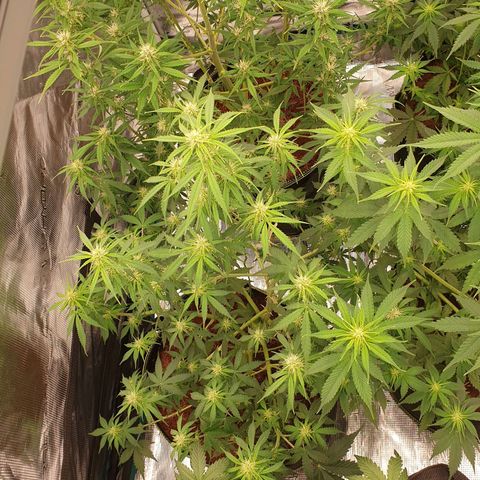 Gelato Auto Tree 1 growlog photo: Bloom 🌼🥺