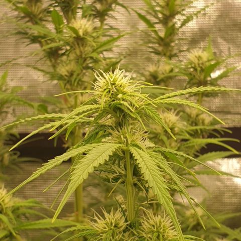 Gelato Auto Tree 1 growlog photo: Bloom 🌼🥺