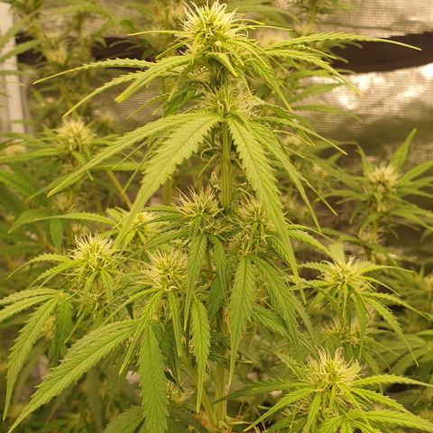 Gelato Auto Tree 1 growlog photo: Bloom 🌼🥺
