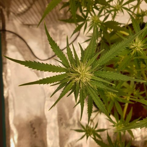 Blue Dream Matic Tree 2 growlog photo: All plants growing helthy and fast blooming. 🌼🍃