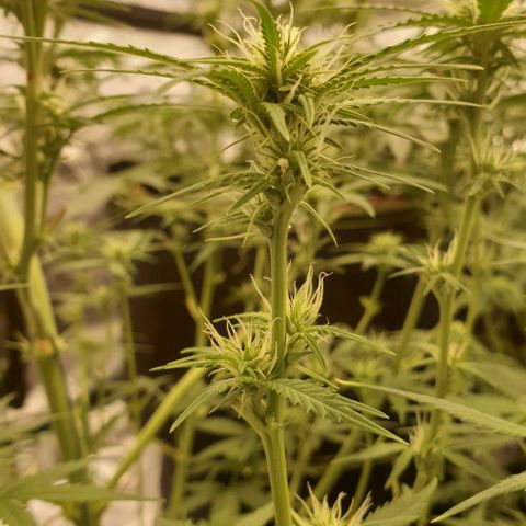 Blue Dream Matic Tree 2 growlog photo: All plants growing helthy and fast blooming. 🌼🍃