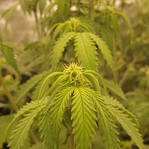 Blue Dream Matic Tree 2 growlog photo: All plants growing helthy and fast blooming. 🌼🍃