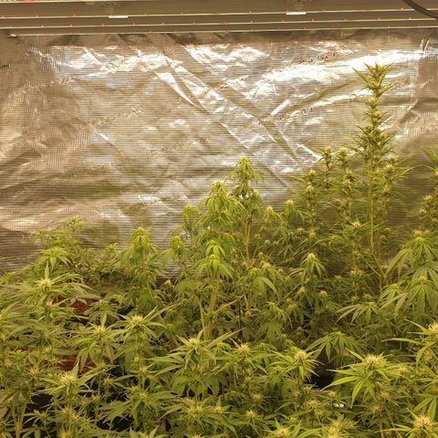 Blue Dream Matic Tree 2 growlog photo: All plants growing helthy and fast blooming. 🌼🍃