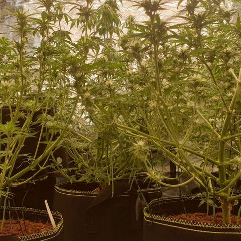Blue Dream Matic Tree 2 growlog photo: All plants growing helthy and fast blooming. 🌼🍃